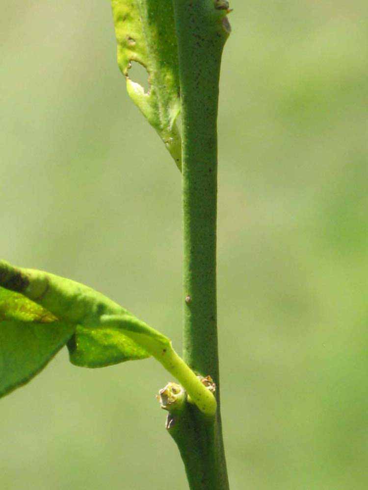            First year twig (Winter Haven, FL)   